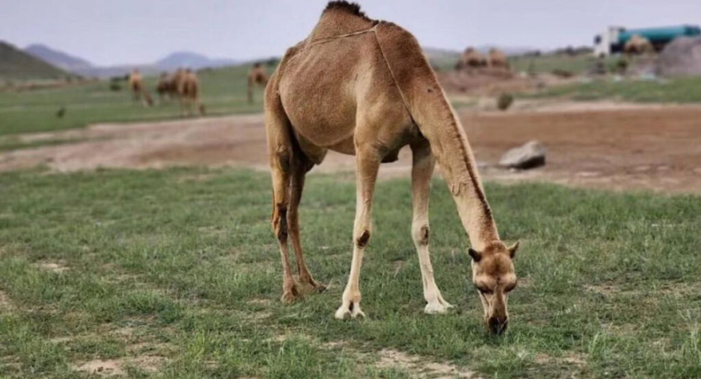 Arabia Saudita: el desierto se vuelve verde y el cambio climático se intensifica