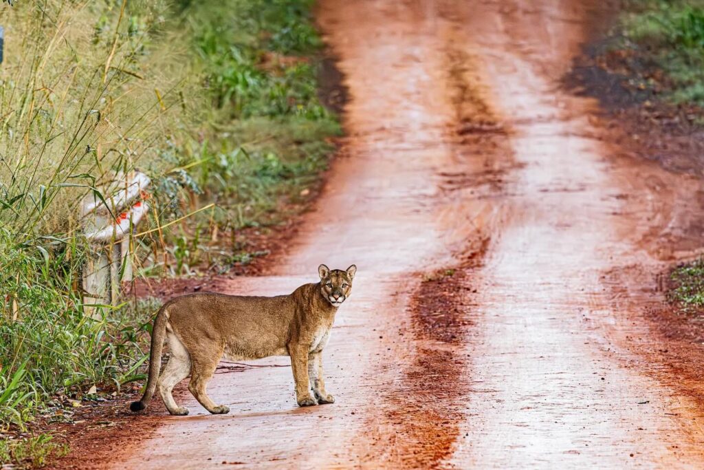 El fotógrafo de naturaleza Emilio White captó esta mañana a un Puma en la ruta 101