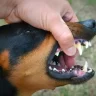 ¿Tu perro tiene pulgas? Las pastillas antiparasitarias son la solución