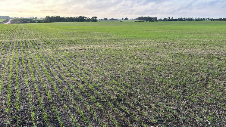 Productores esperan por buen clima para avanzar en los cultivos de invierno