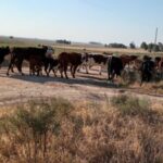 Las heladas generan pérdidas en ganadería y horticultura