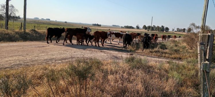 Las heladas generan pérdidas en ganadería y horticultura