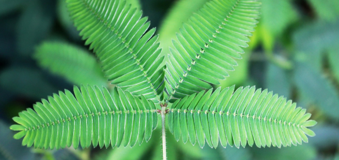 Las 10 plantas más raras del mundo | Carnívoras, gigantes y más