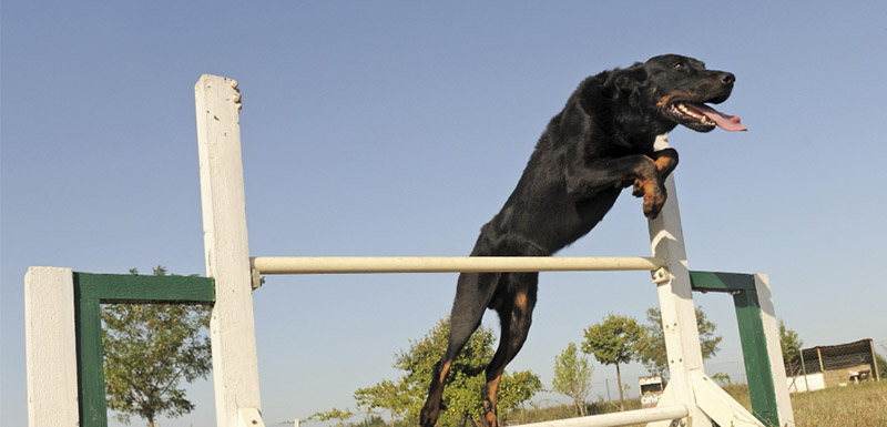 Todo lo que debes saber sobre el Agility en perros