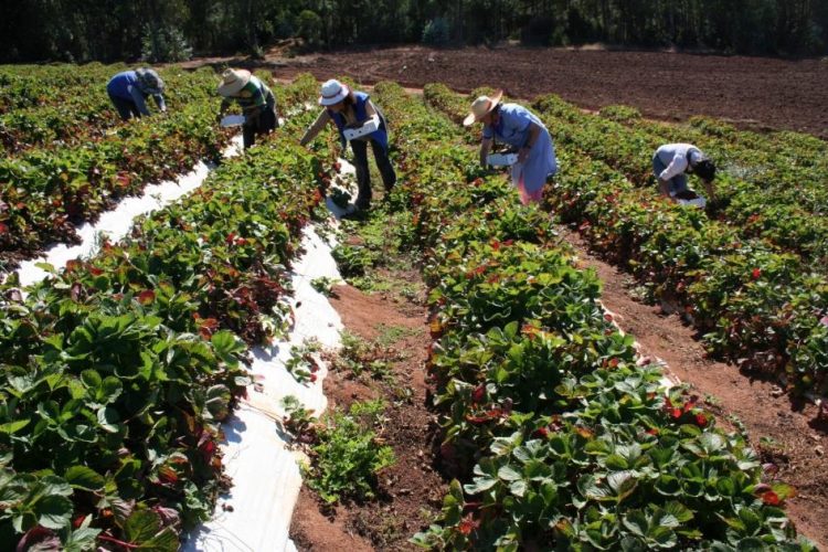 “No podemos prescindir de las grandes compañías, tampoco de los productores familiares”