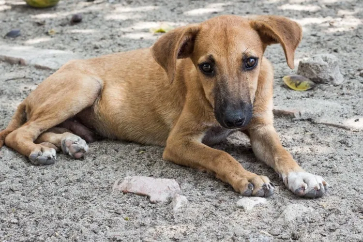 Atados y en condiciones insalubres: denuncian maltratos contra perros en el estado Sucre