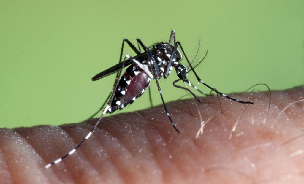 El mosquito tigre se expande por Euskadi: estas son las recomendaciones de Osakidetza