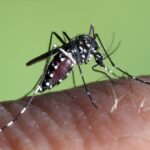 El mosquito tigre se expande por Euskadi: estas son las recomendaciones de Osakidetza