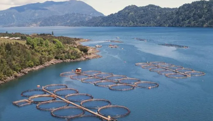 Crisis en la industria salmonera de Chile: la sobreproducción ilegal que amenaza el ecosistema marino