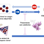 Descubren un nuevo factor de riesgo cardiovascular y un fármaco para reducirlo