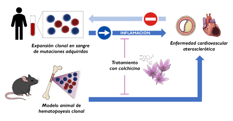 Descubren un nuevo factor de riesgo cardiovascular y un fármaco para reducirlo