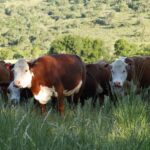 Cabildo Abierto y el equilibrio agropecuario