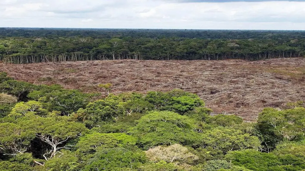 Estudio muestra que Brasil ha perdido un 33 % de áreas naturales hasta 2023