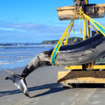 Ballena dientes de pala | La especie más rara del mundo