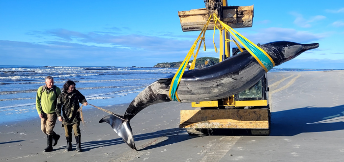 Ballena dientes de pala | La especie más rara del mundo