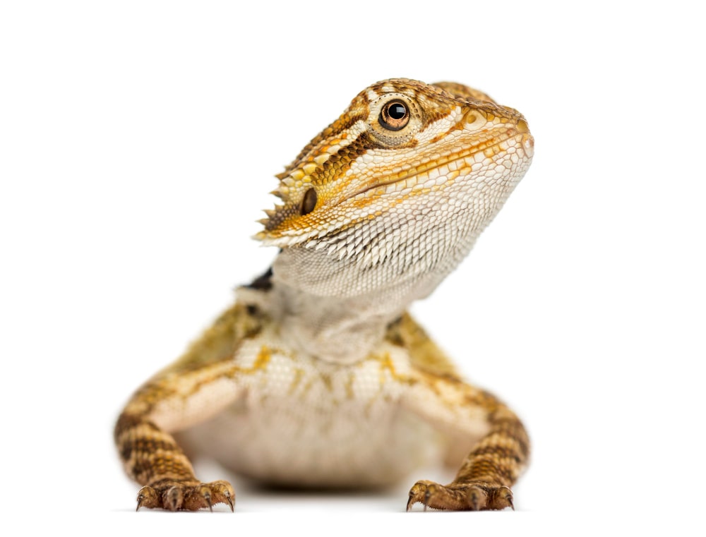 Cuidados y característica de una Pogona