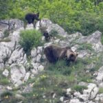 Cerca del 25 % del paisaje europeo podría ser renaturalizado