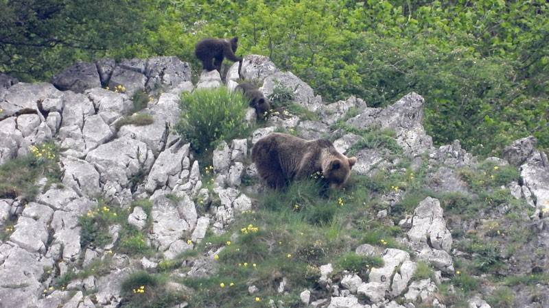 Cerca del 25 % del paisaje europeo podría ser renaturalizado