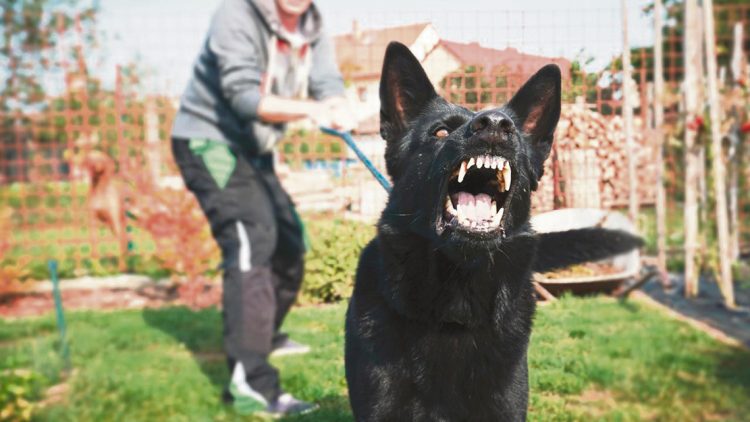 Ante el aumento de ataques de perros: tenencia responsable