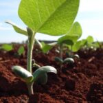 Pese a desafíos, el campo celebra una nueva campaña agrícola con esperanza y entusiasmo