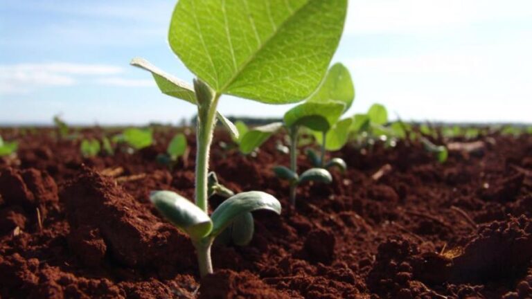 Pese a desafíos, el campo celebra una nueva campaña agrícola con esperanza y entusiasmo