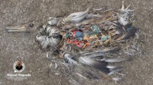 Las aves y tortugas marinas están altamente expuestas a plásticos letales