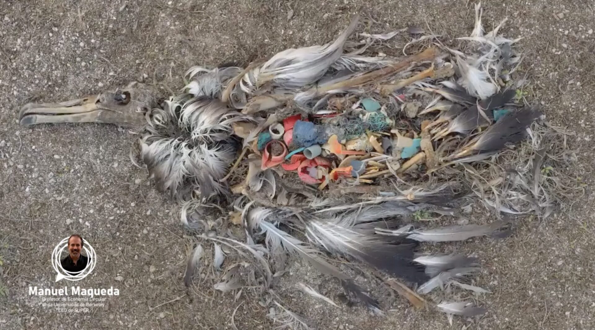 Las aves y tortugas marinas están altamente expuestas a plásticos letales