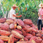 Científicos suizos transforman la producción de chocolate utilizando la fruta de cacao entera