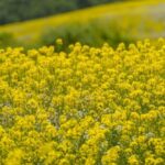 ¿Cómo podar tus flores amarillas para que luzcan hermosas durante mucho tiempo?