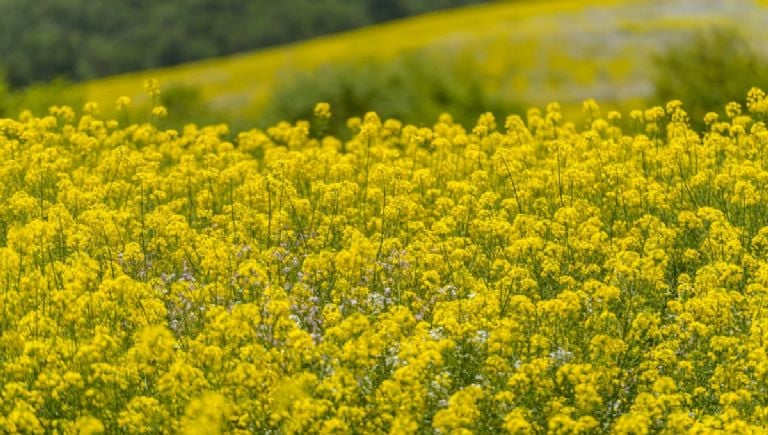 ¿Cómo podar tus flores amarillas para que luzcan hermosas durante mucho tiempo?