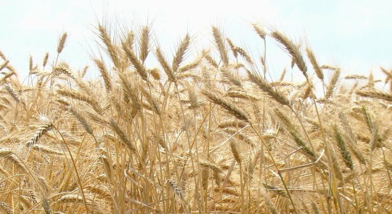 Reportan desarrollo y rendimientos dispares en la producción de trigo