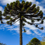 Piñones de la Araucaria: Nutrición Ancestral Mapuche