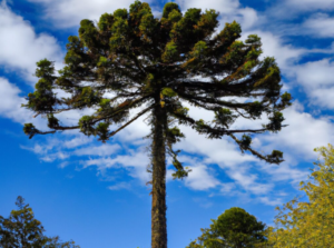 Piñones de la Araucaria: Nutrición Ancestral Mapuche