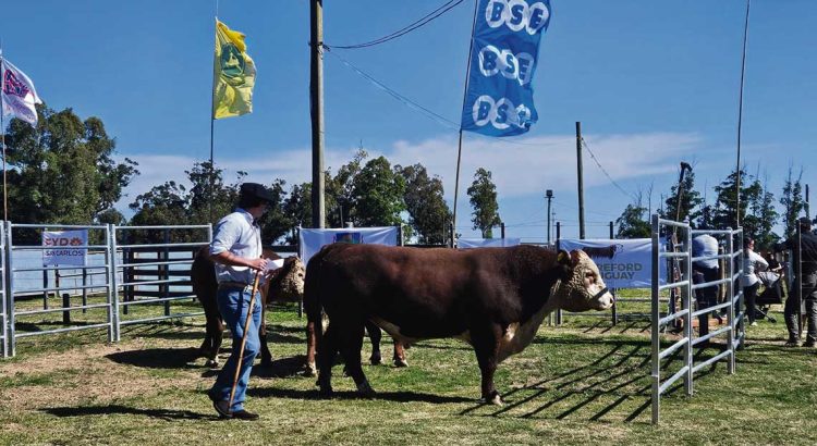 Con total éxito y buen nivel de público se llevó a cabo la 85ª Expo San Carlos