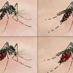 Casos de dengue se incrementan en Venezuela