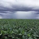 Lluvias en Paraguay trae alivio a los agricultores