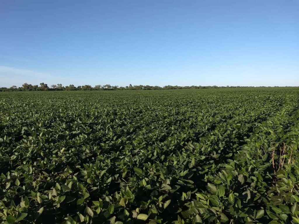 Zafra del Chaco paraguayo tuvo 154.660 hectáreas de soja, según INBIO