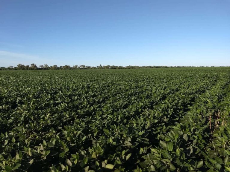 Zafra del Chaco paraguayo tuvo 154.660 hectáreas de soja, según INBIO