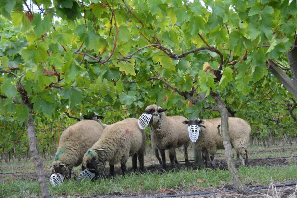 Innovación uruguaya: bozales para ovinos conquistando mercados internacionales