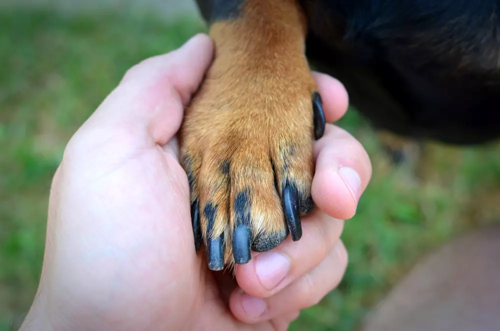 ¿Cómo cortar las uñas de mi mascota?