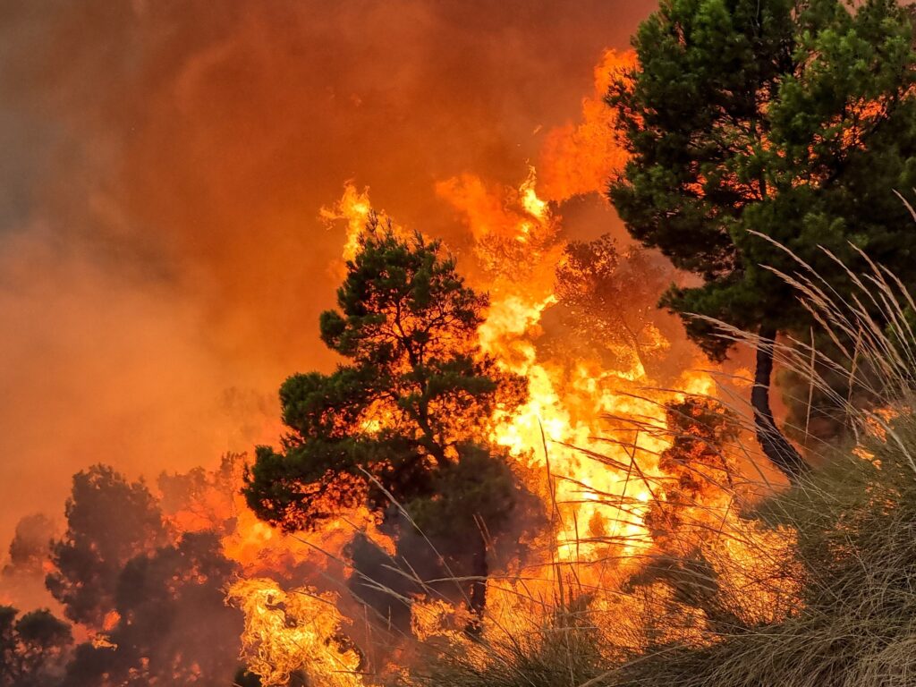 Detección de incendios: soluciones innovadoras para proteger la biodiversidad