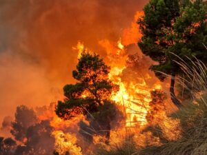 Detección de incendios: soluciones innovadoras para proteger la biodiversidad