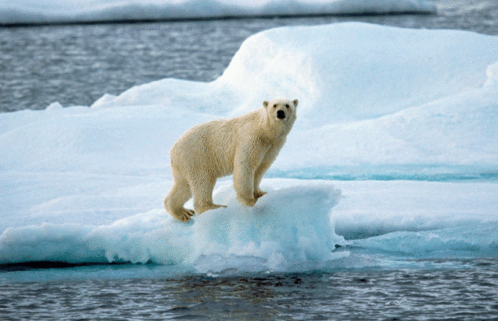 Informe C3S: Histórico aumento de temperaturas en 2024 hace un llamado a la acción urgente