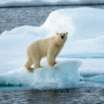 Informe C3S: Histórico aumento de temperaturas en 2024 hace un llamado a la acción urgente