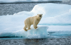 Informe C3S: Histórico aumento de temperaturas en 2024 hace un llamado a la acción urgente