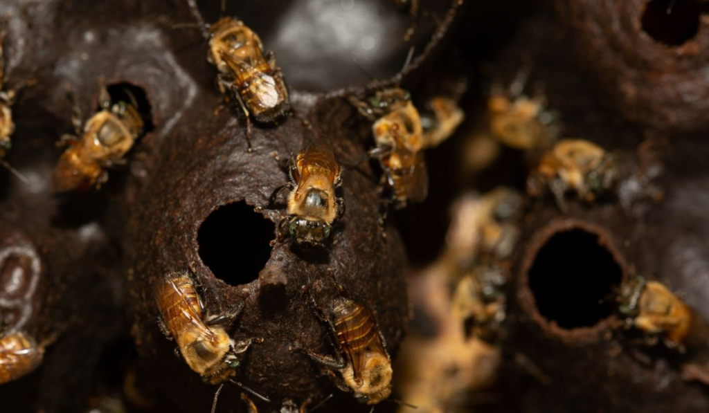 Miel de tierra: El tesoro natural en peligro de extinción