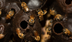 Miel de tierra: El tesoro natural en peligro de extinción