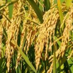 Avance positivo de la siembra de arroz