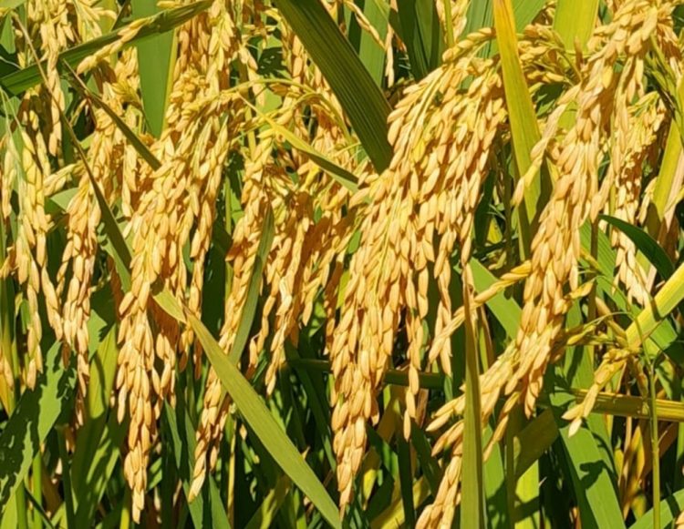 Avance positivo de la siembra de arroz