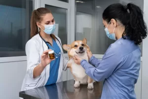 ¿Cómo darle medicamentos a tu perro sin problemas?